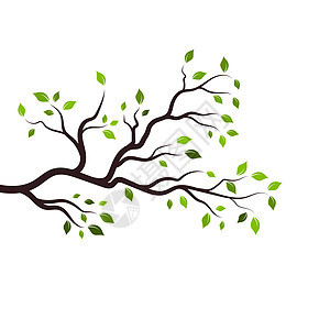 树枝矢量设计季节天气绘画生态卷曲植物群鸽子植物插图藤蔓图片