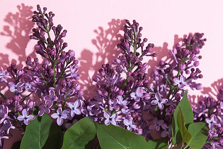 粉红色背景的紫色花束花朵 时髦花卉贺卡花序妈妈们卡片树叶蓝色明信片花园礼物装饰植物图片