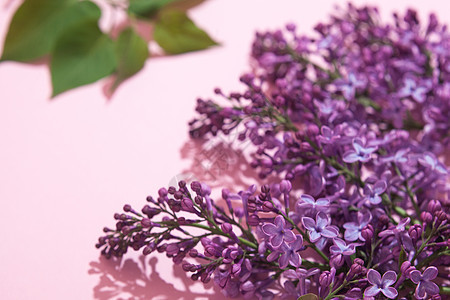粉红色背景的紫色花束花朵 时髦花卉贺卡叶子花园蓝色作品枝条卡片妈妈们风格装饰问候语图片