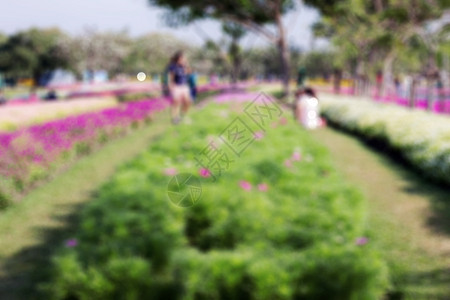 花在植物上 背景模糊图片