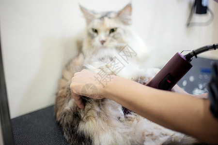 女人剪头发的猫图片