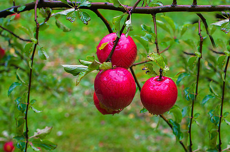 苹果树上的新鲜红苹果分支图片