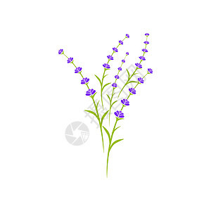 它制作图案薰衣草花矢量图标香水芳香紫色花店绘画疗法草药温泉插图植物群图片