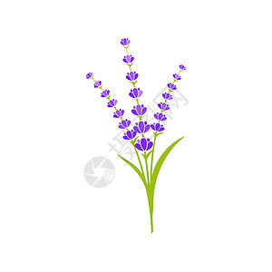 它制作图案薰衣草花矢量图标艺术花店紫色香水芳香紫丁香叶子植物群标识草药图片