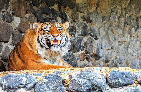 野虎的肖像与咆哮的笑脸 躺在石墙上图片