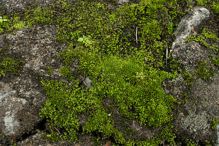 森林里的绿苔 丛林的宝石 绿绿树 纯自然植物群荒野岩石植被叶子天气花园植物生长木头图片