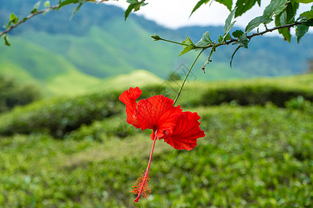 野外的希比斯克花朵 在绿山的背景下玫瑰月季植物群叶子宏观情调花园热带异国植物图片