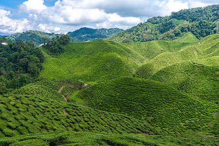 茶叶种植园卡梅伦谷 马来西亚高地的绿色山丘 茶叶生产 青茶绿灌木女性叶子衬套场地阳台生长环境农业场景太阳图片