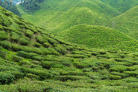 茶叶种植园卡梅伦谷 马来西亚高地的绿色山丘 茶叶生产 青茶绿灌木爬坡农田植物生长太阳场地热带收成农村女性图片