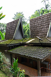 在亚洲丛林中建有高瓦屋顶的小型房屋 这是不寻常的建筑模具森林屋顶地衣生长材料环境建造石板木头图片