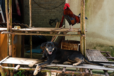 亚洲路上的一所房子 房子附近有空荡荡的展示架 上面放着宠物场地农场母鸡村庄草地家畜哺乳动物羽毛农业家禽图片