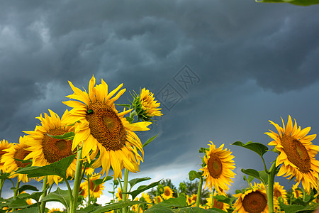 雨前向日葵田 黑雨在向日葵田上云彩风暴场景叶子天空橙子农业蓝色晴天植物群场地图片