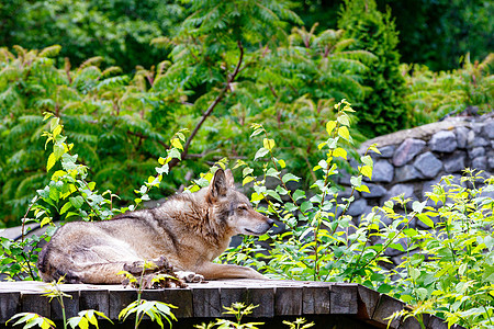 狼躺在木制平台上 在晚餐后休息 在一片模糊的绿叶和石墙背景之下 (笑声)图片