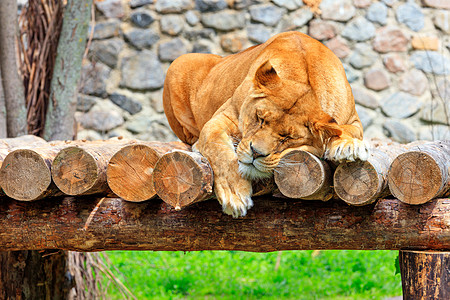 一只狮子睡在木木木的平台上 在石墙和绿草的模糊背景下 安然无恙图片