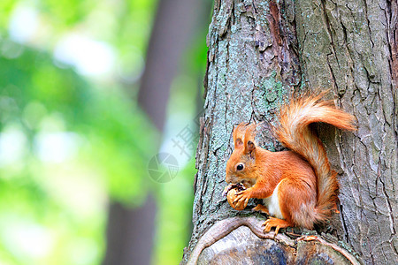 一只橙色松鼠在森林里发现了一颗胡桃 坐在树上 咬着一个坚果图片