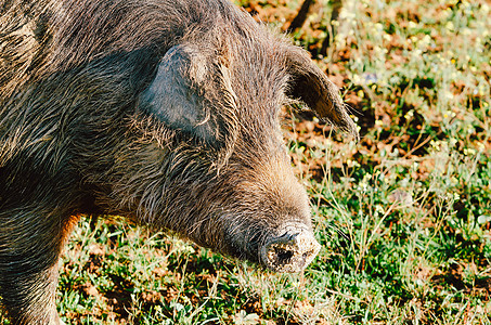 贴近贝里坎猪的肖像黑腿猪肉场地美食火腿动物荒野哺乳动物森林农业图片