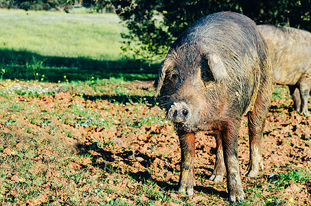 贴近贝里坎猪的肖像小猪橡子熟食黑腿火腿猪肉场地食物农业森林图片