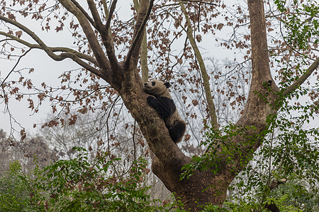 巨型熊猫爬树户外黑色毛皮食物眼睛灌木叶子竹子绿色灭绝荒野图片