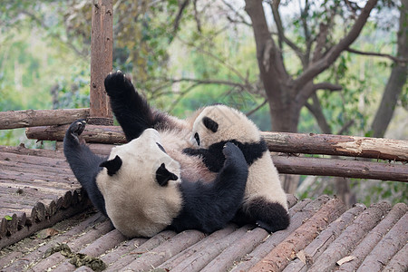 巨熊猫吃竹子食物灭绝熊猫叶子荒野绿色眼睛毛皮黑色灌木图片