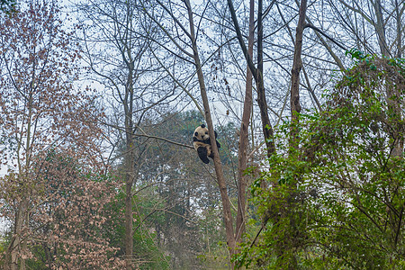 巨型熊猫爬树户外黑色灭绝绿色毛皮眼睛竹子荒野灌木叶子食物图片