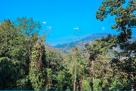 泰国的丛林热带游客荒野旅行木头旅游野生动物公园植物国家图片