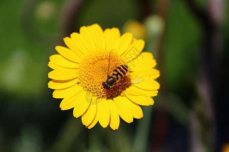黄色花朵上的小飞翔植物昆虫植物学图片