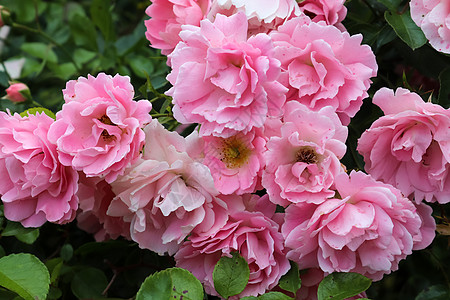 粉色花朵粉色和多彩的玫瑰花朵 在玫瑰花园中 一个软软的木头礼物空间花瓣宏观花园植物群叶子花束玫瑰花植物背景