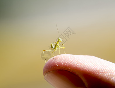 蚂蚁的喉咙 尼姆夫 昆虫生长害虫植物若虫动物漏洞场地热带野生动物宏观螳螂图片