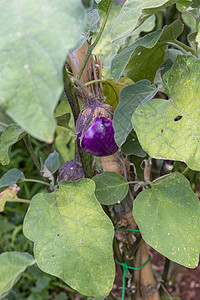 植物中生长的茄子紫色食物午餐乡村香菜厨房油炸蔬菜美食饮食图片