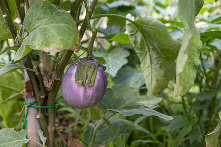 植物中生长的茄子饮食香菜胡椒桌子紫色厨房午餐食物蔬菜盘子图片