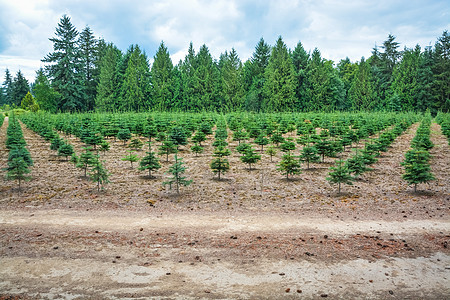 在路边种植松树的储存生长农场植物国家场地苗圃木头乡村绿色植物群图片