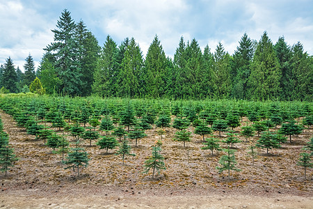 在路边种植松树的储存植物园艺风景乡村苗圃国家绿色环境木头场地图片