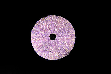 黑色背景孤立的贝壳动物热带生活贝类软体收藏海滩紫色海洋骨骼图片