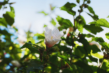 白花在树上露出图片