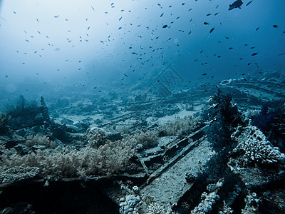 珊瑚礁在海中水下热带海洋蓝色动物盐水潜水障碍情调水族馆野生动物图片