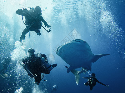 巨型鲸鱼捕捉潜水员浮游热带生活冒险生物运动鲨鱼海洋游泳团队图片