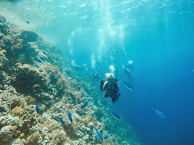 珊瑚礁在海中水下异国植物群生物学海洋潜水情调生活盐水海葵动物群图片