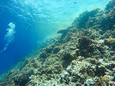 珊瑚礁在海中水下旅行海洋珊瑚盐水野生动物生活异国动物植物群潜水图片