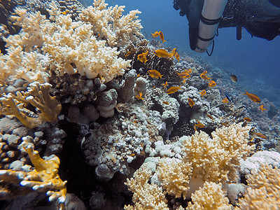 珊瑚礁在海中水下野生动物热带潜水海葵生物学生活旅行动物动物群海洋图片