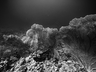 珊瑚礁在海中水下动物群情调生活海葵海洋蓝色海上生活植物群水面生物学图片