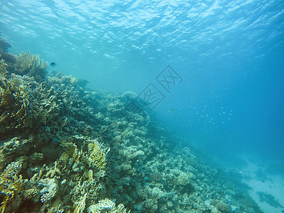 珊瑚礁在海中水下珊瑚海葵盐水旅行生活植物群热带水面呼吸管情调图片