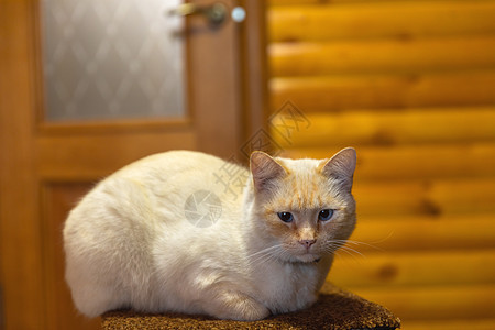 猫咪坐在椅子上休息木头眼睛房间白色毛皮哺乳动物小猫宠物房子图片