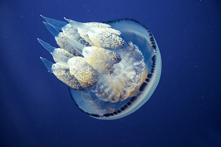 水中的美杜沙动物海洋生物海洋潜水水母辉光优美触手深渊致命图片