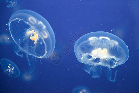 水中的美杜沙生活优美触手潜水水母海蜇海洋深渊辉光松紧带图片