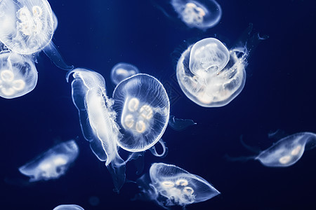 大量果冻鱼漂浮在水中动物蓝色白色生物潜水息肉海洋海洋生物海蜇生活图片