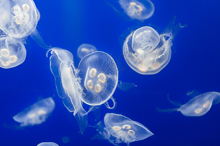 大量果冻鱼漂浮在水中白色海洋生物动物海洋触手辉光蓝色生活息肉潜水图片