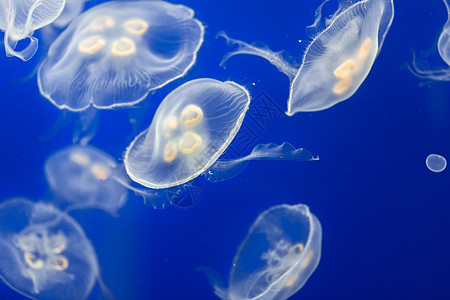 大量果冻鱼漂浮在水中触手生活蓝色动物辉光息肉白色生物学海蜇生物图片