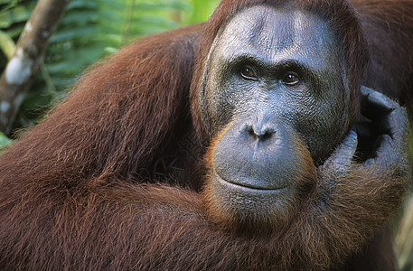 Orangutan 抓抓脸的近身美容动物头发哺乳动物毛皮野生动物前景橙色灵长类图片