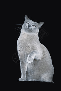 拍摄室的蓝缅甸猫肖像毛皮猫咪猫科动物绿色幼兽眼睛爪子头发蓝色短发图片