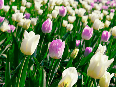 田野中生长的若干明亮和轻光的郁金香公园紫色花园季节植物群绿色花朵黄色植物花瓣图片